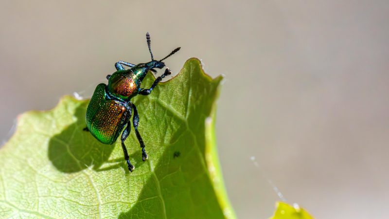 A 26-Year-Old Pest Control Technician in Louisville Applied for SNAP With Two Kids — Here’s What Actually Happened
