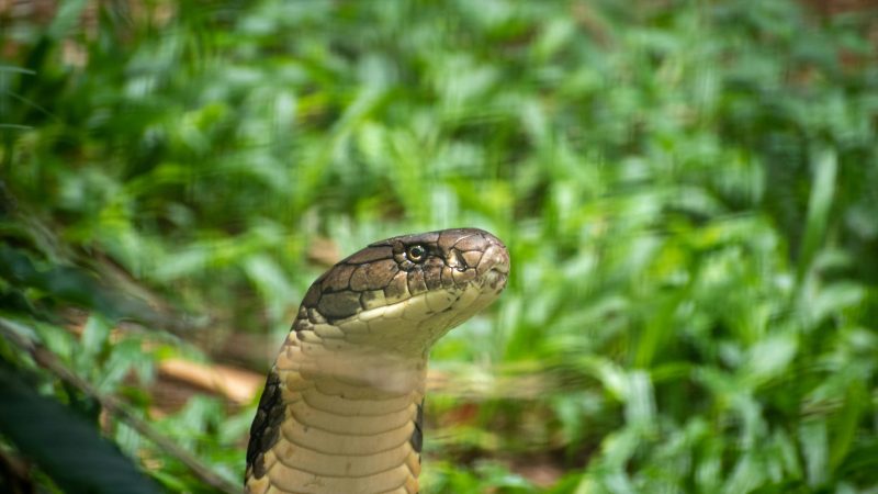 He Was Paying More for COBRA Than Rent at 67 — What Tommy Guzman Learned at a Tampa Library Medicare Event